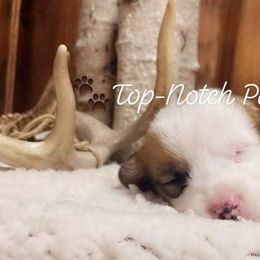 Pembroke Welsh Corgi Puppies from Top-Notch Paws