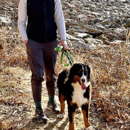 Bernese Mountain Dog and Pembroke Welsh Corgi All Grown Up from Concerto Corgis