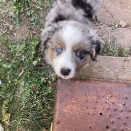 Miniature Australian Shepherd Puppies from L/N’s Bunkhouse