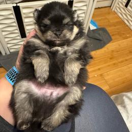 Boy 1 - Black and tan male Pomeranian puppy in North Port, Florida from POMRITA POM’S