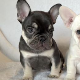 French Bulldogs from LilyBelle Farms
