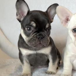 French Bulldogs from LilyBelle Farms