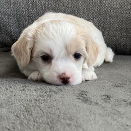Chinese Crested Puppies from Rose’s Chinese Cresteds