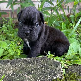 Boy 5 - Boxer puppy from Beachside Boxers and Frenchies