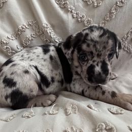 Wallace - Blue merle male Catahoula Leopard Dog puppy in Cottonwood, California from Cottonwood Creek Catahoula’s