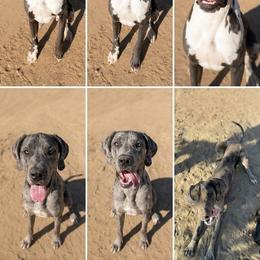 Great Dane puppies from Doxies and Danes