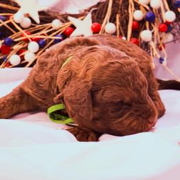 Bentley - Chocolate male Goldendoodle puppy in Arlington, Texas from Chambers Doodle Patch
