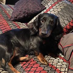 Clyde - Dachshund