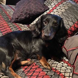 Clyde - Dachshund