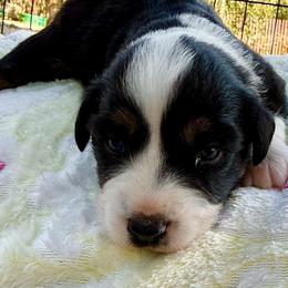 Girl 1 - Black tri female Miniature Australian Shepherd puppy in Potosi, Missouri from Red Hawk Ranch