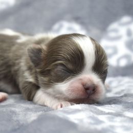 Chihuahua and Pomeranian Puppies from VanityPom’s