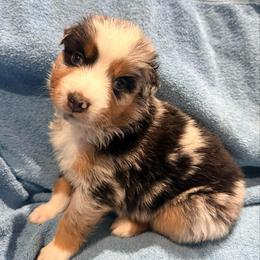 Alice - Blue merle female Australian Shepherd puppy in Atkinson, Illinois from Diamond Ridge Aussies