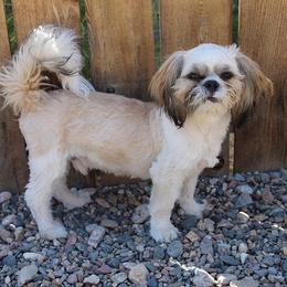 Flynn - Shih Tzu