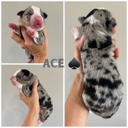Ace - Merle male Bernedoodle puppy in Horseshoe Bend, Idaho from Over the Moon Poodles and Doodles