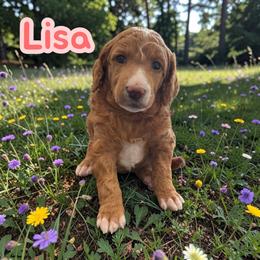Girl 1 - Apricot female Poodle puppy in Port Orange, Florida from Daytona’s Standard Poodles