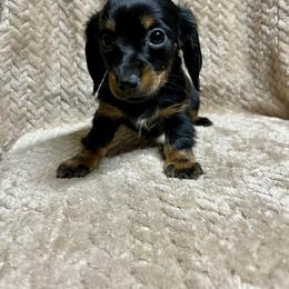 Willow - Black and tan female Dachshund puppy in Milroy, Pennsylvania from Not Your Average Weiner