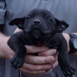 Red girl - Boerboel puppy from Flanders Kennels LLC