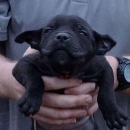 Red girl - Boerboel puppy from Flanders Kennels LLC