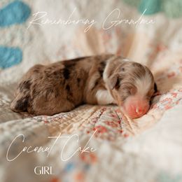 Coconut Cake - Brown merle female Aussiedoodle puppy in Inman, South Carolina from Dark Corner Doodles