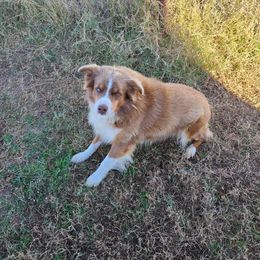 Peril - Miniature Australian Shepherd