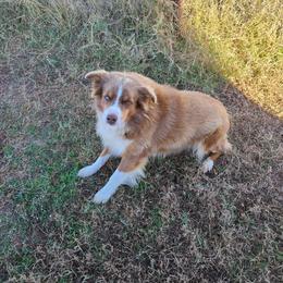 Peril - Miniature Australian Shepherd