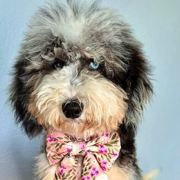 Pippa - Bernedoodle