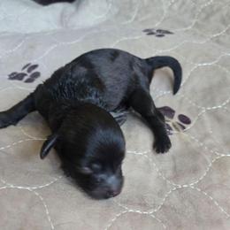 Gideon - Black male Havapoo puppy in Siloam Springs, Arkansas from Kingdom Bound By Design