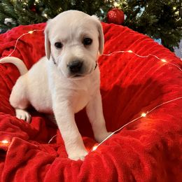 Butterfly Girl 1 - Yellow Labrador Retriever puppy in Live Oak, California from Blanco Labradors