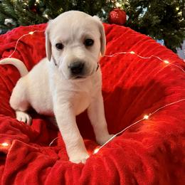 Butterfly Girl 1 - Yellow Labrador Retriever puppy in Live Oak, California from Blanco Labradors