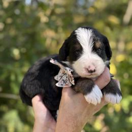 Marta FURNISHED - Tri-color female Bernedoodle puppy in Bellville, Ohio from Bernedoodle Buddies