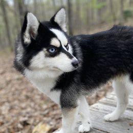 SEGARR - Pomsky