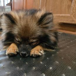 Stormy - Pomeranian