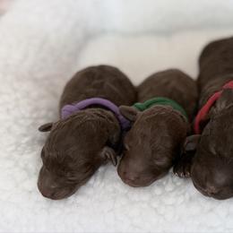 Green Collar - Silver-beige  male Poodle puppy in Franklin Park, Illinois from Windy City Majestic Toy Poodles