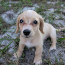 Apollo - Cream male Dachshund puppy in Winter Haven, Florida from Katrina's Punk Rock Dachshunds