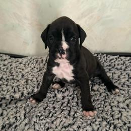 Girl 3 - Brindle female Boxer puppy in Lakeland, Florida from Cote's Boxers