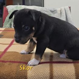 Skor - Black tan and white male Rat Terrier puppy in Divide, Colorado from Outlaw Farm and Kennel