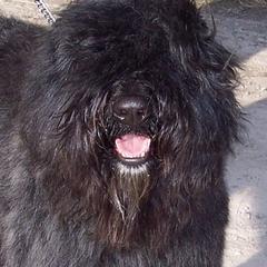 Bouvier des Flandres All Grown Up from Blue Sky Bouviers