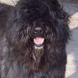 Bouvier des Flandres All Grown Up from Blue Sky Bouviers