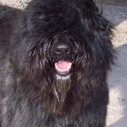Bouvier des Flandres All Grown Up from Blue Sky Bouviers