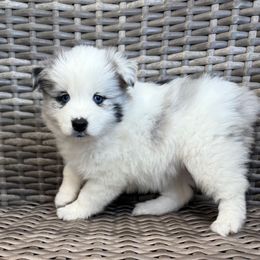 Pumpkin - Merle female Pomsky puppy in Hudson, New Hampshire from Granite State Pomskies