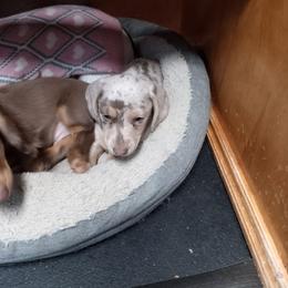Dachshund Puppies from A&R Dachshund
