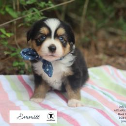 Teton -BTM2 - Black tri male Toy Australian Shepherd puppy in Nacogdoches, Texas from TK Standard, Mini, & Toy Aussies