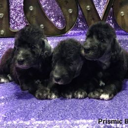 Bedlington Terriers from Prismic Bedlington Terriers