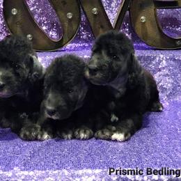 Bedlington Terriers from Prismic Bedlington Terriers