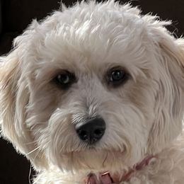 Kora - Black Russian Terrier