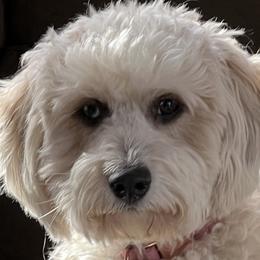 Kora - Black Russian Terrier