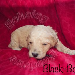 Labradoodle Puppies from Echoing Meadows