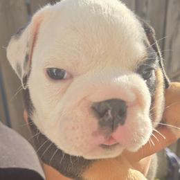 Emo Boy - Black tri-color male Bulldog puppy in Perris, California from Ohana_626_kennels