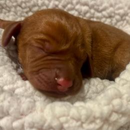 Male 3 - Golden rust male Vizsla puppy in Windsor, Maine from Pleasant Ridge