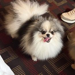 Lucky - Wolf sable female Pomeranian puppy in Ector, Texas from BB Pomeranians